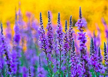 日本艺术家天野喜孝个展《缀·梦 Dreamer》开票