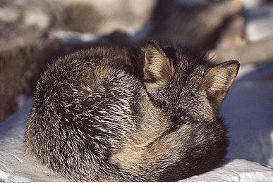 《妖精农场》开发商宣布裁员 并取消正在开发的项目